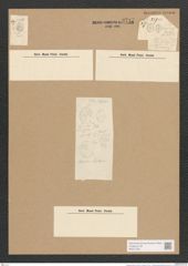 Diatomeae indet. (de-Toni-Nr.: Species 1814 var. ?) Zeichnungen Sammlung Grunow Nr. 3717 (NHMW-BOT-W0371352)
